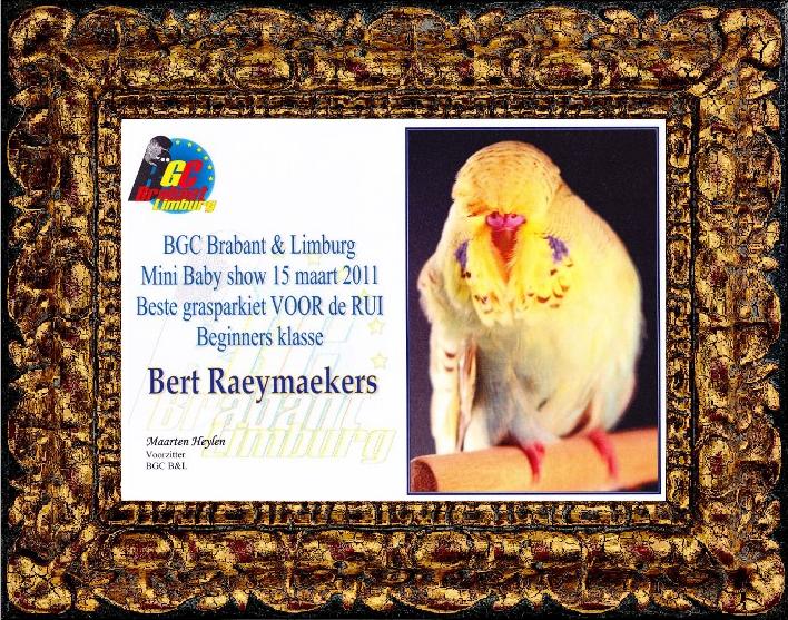 BGC Brabant & Limburg Mini Baby show 18 March 2011 Best budgerigar BEFORE the MOULT Beginners - Bert Raeymaekers