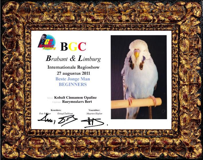 BGC Brabant & Limburg International Regional Show 27 August 2011 Best Young Cock Beginners - Bert Raeymaekers