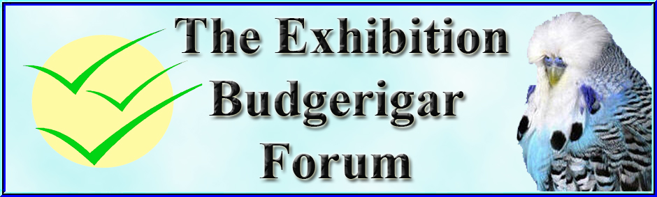 Exhibition Budgerigar Forum
