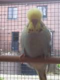 16 JUL 2008 - GOVAYF - buff chick