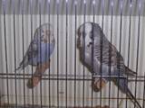 20 AUG 2008 - GOVAYF - cobalt? opaline-cinnamon next to a mauve cinnamon