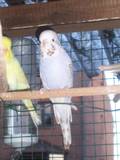 21 JUL 2008 - GOVAYF - cobalt? opaline-cinnamon
