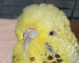 17 APR 2009 - 2008/66 (mum 2009/8)