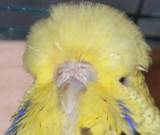 17 APR 2009 - 2008/66 (mum 2009/8)