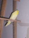 06 DEC 2008 - (GOGG)5