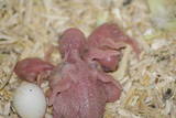 12 MAR 2009 - GO63 round 1