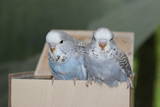 12 MAY 2009 - MC67 cobalt cinnamon & mauve cinnamon