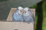 12 MAY 2009 - MC67 cobalt cinnamon & mauve cinnamon