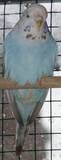 22 JUN 2009 - GOVAYF<: (GOVAYF)14 - skyblue opaline-cinnamon