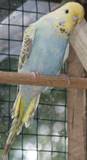 22 JUN 2009 - GOVAYF<: (GOVAYF)23 - Ausralian yellowface opaline-cinnamon