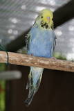 18 JUL 2009 - (GO63)48: Australian yellowface violet opaline cock