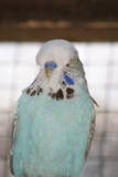 24 JUL 2009 - (LG66)8: skyblue cinnamon cock