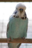 24 JUL 2009 - (LG66)8: skyblue cinnamon cock