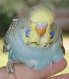 02 OCT 2009 - (AC62)114: Australian yellowface cinnamon