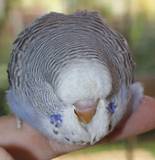 02 OCT 2009 - (8067)113: cobalt cinnamon