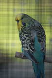 20 MAY 2010 - (AC62)110: Australian yellowface cobalt