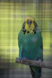 20 MAY 2010 - (AC62)110: Australian yellowface cobalt