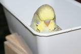 12 JUN 2010 - (GO61)152): still in the box