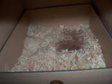 03 DEC 2010 - Pair 136061: empty box