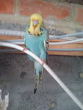 24 FEB 2011 - (13105)268: A. yellowface cobalt