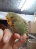 09 MAR 2011 - (AC110)280: dark green cinnamon