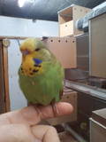 09 MAR 2011 - (AC110)276: dark green cinnamon