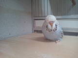 16 APR 2011 - (131GOAC)-1-: sky blue opaline-cinnamon