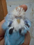 29 JUN 2011 - (131GAOC)299: sky blue cock