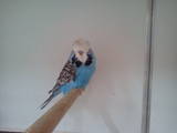 18 JUL 2011 - (131GAOC)299: sky blue cock