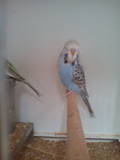 18 JUL 2011 - (131GAOC)298: cobalt opaline-cinnamon