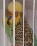 30 NOV 2011 - (AC112)286: A. yellow face cinnamon cock