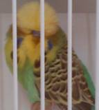 30 NOV 2011 - (AC112)286: A. yellow face cinnamon cock