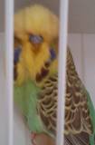 30 NOV 2011 - (AC112)286: A. yellow face cinnamon cock