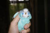 17 OCT 2010 - (AC111)blue: blue (still in the box)