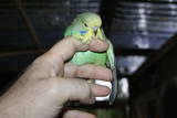 17 OCT 2010 - (AC111)green: green (still in the box)
