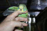 17 OCT 2010 - (AC111)green: green (still in the box)
