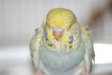 25 JAN 2011 - Pair 136061: A. yellowface cobalt opaline-cinnamon