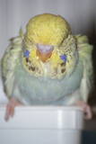 25 JAN 2011 - Pair 136061: A. yellowface cobalt opaline-cinnamon
