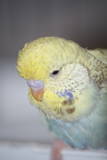 25 JAN 2011 - Pair 136061: A. yellowface cobalt opaline-cinnamon