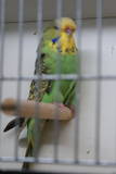 13 MAR 2011 - (AC110)276: light green just weaned
