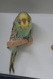 16 APR 2011 - (AC112)286: A. yellowface cinnamon