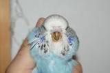 19 APR 2011 - (131GOAC)-2-: sky blue