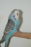 30 APR 2011 - (131GOAC)-2-: sky blue