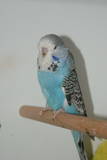 30 APR 2011 - (131GOAC)-2-: sky blue