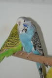 30 APR 2011 - (131GOAC)-2-: sky blue