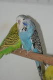30 APR 2011 - (131GOAC)-2-: sky blue