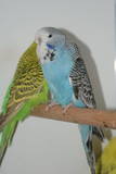 30 APR 2011 - (131GOAC)-2-: sky blue