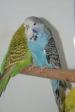 30 APR 2011 - (131GOAC)-2-: sky blue