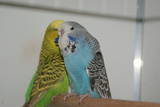 30 APR 2011 - (131GOAC)-2-: sky blue