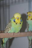 16 JUN 2011 - (AC112)286: A. yellowface cinnamon cock
